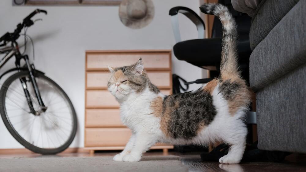 Вязка котов и кошек: правила и советы для владельцев